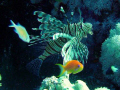   Lionfish  